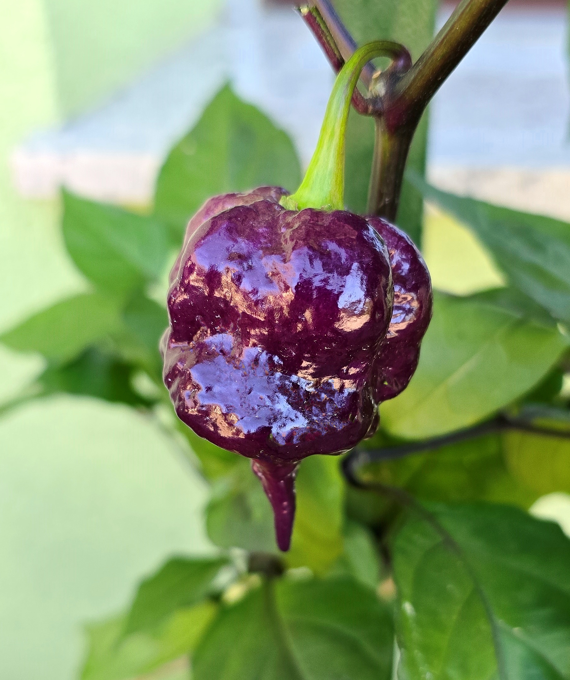Hot Chilli Peppers: JXPXR LEMON ( Jay's x Pink x Reaper Lemon) Hot